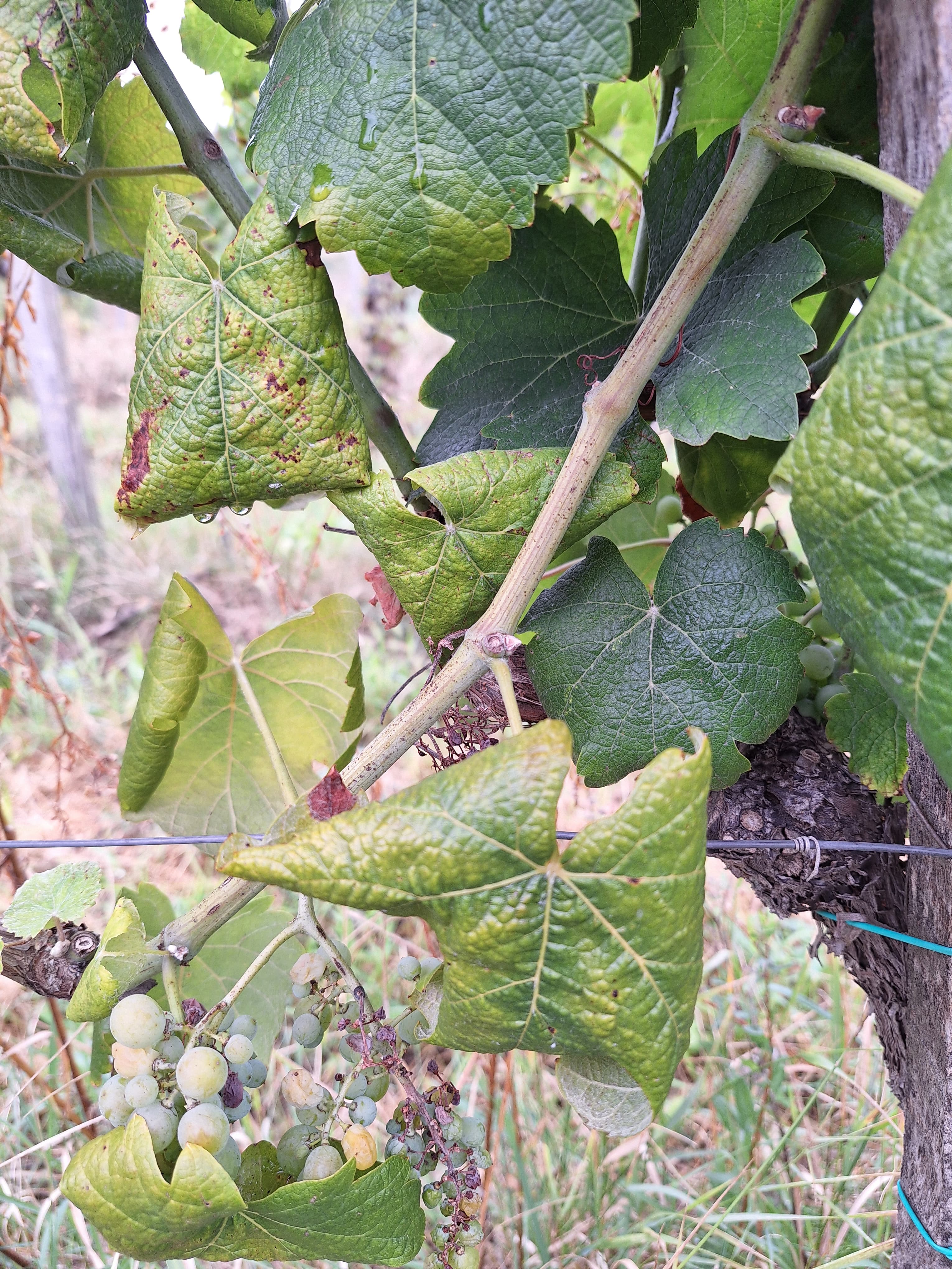 Príznaky zlatého žltnutia na bielej odrode viniča