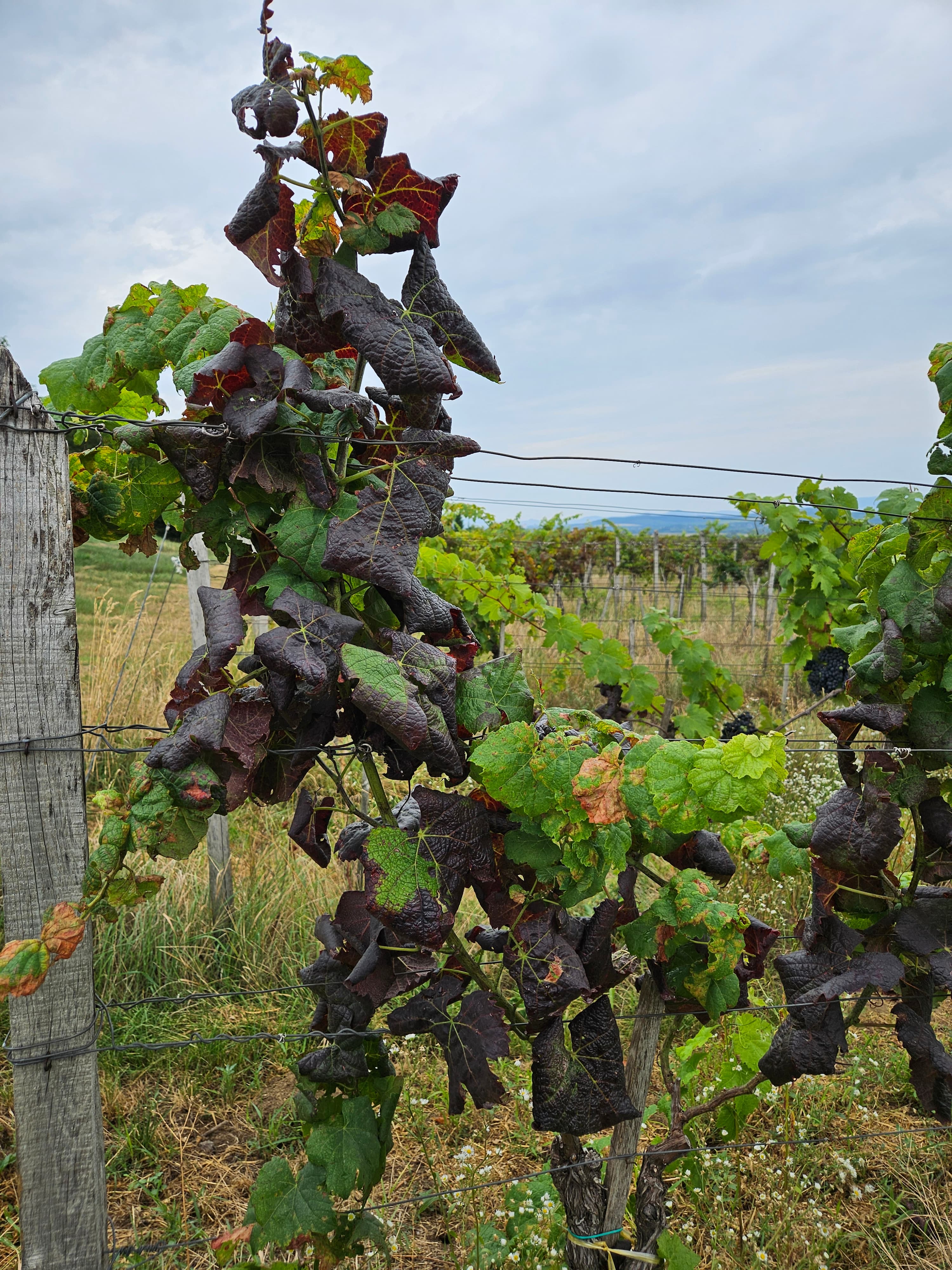 Príznaky zlatého žltnutia na červenej odrode viniča