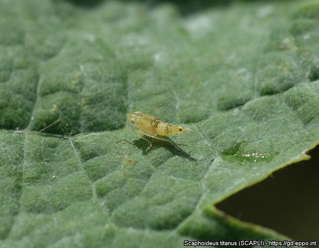 Cikádka viničová (Scaphoideus titanus) - prenášač zlatého žltnutia